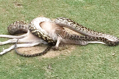13-ft Python Wrestles a Wallaby at Australian golf course, Feeds on it