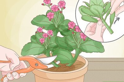 How to Grow Kalanchoe