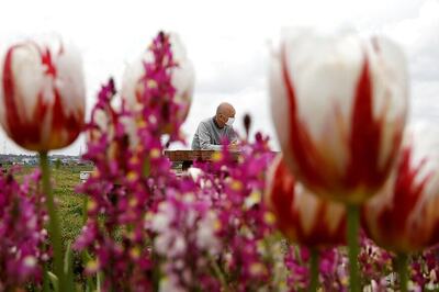 Japan Cuts 100,000 Tulips, to Discourage Visitors From Gathering in Parks Amid Coronavirus Pandemic