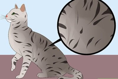 How to Identify an Egyptian Mau