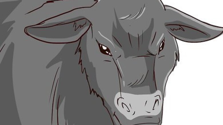 How to Butcher Cattle