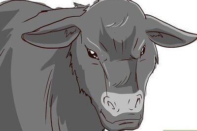 How to Butcher Cattle