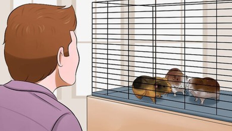 How to Buy a Guinea Pig