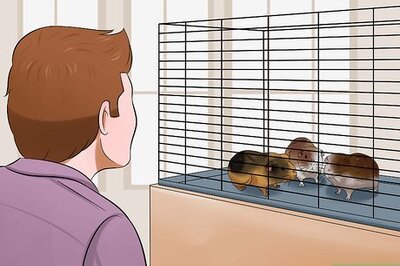 How to Buy a Guinea Pig