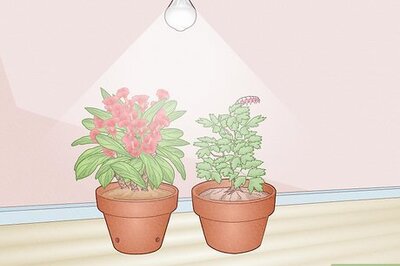 Can LED Lights Grow Plants? Regular LED Lights vs. Grow Lights
