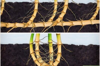 How to Take Care of Bamboo