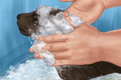 How to Brush an Irish Water Spaniel