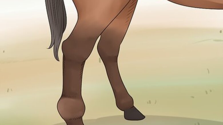 How to Handle Hind Leg Problems in Horses