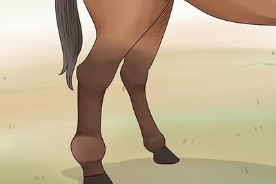 How to Handle Hind Leg Problems in Horses