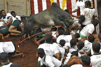 Facing Protests, Madurai Collector Withdraws Aadhaar Diktat on Jallikattu