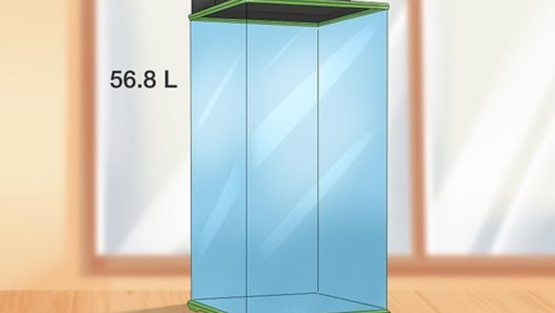 How to Set up a Red Eyed Tree Frog Enclosure