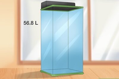 How to Set up a Red Eyed Tree Frog Enclosure