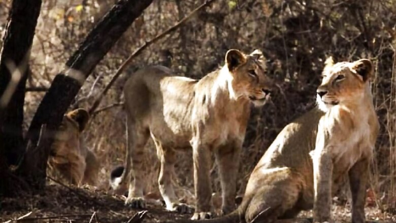 Govt to Set up National Wildlife Disease Research Centre in Gujarat as Part of Project Lion