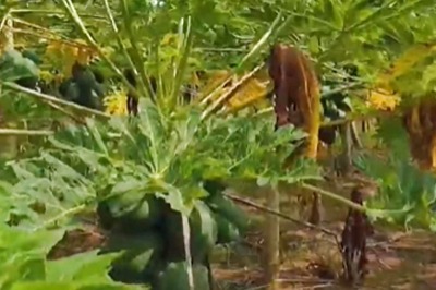Why Farmers Of Andhra's Godavari District Shifted To Papaya Cultivation