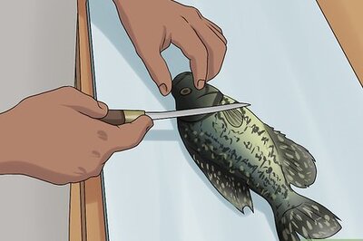 How to Clean Crappie