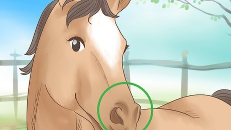 How to Tell if a Horse Is Happy