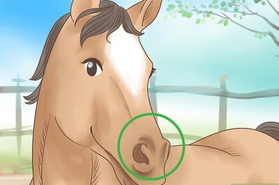 How to Tell if a Horse Is Happy