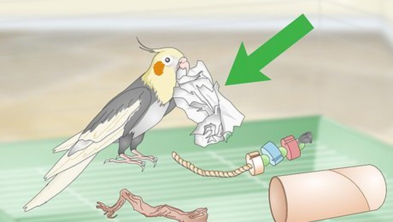 How to Entertain a Cockatiel
