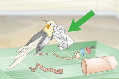 How to Entertain a Cockatiel