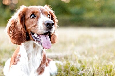 School Students Develop Device to Automatically Feed Stray Dogs