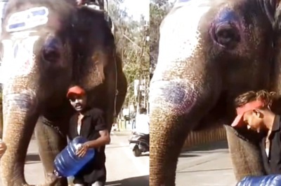 This Thirsty Elephant's Story Has An Unexpected Hero, Smiles Guaranteed
