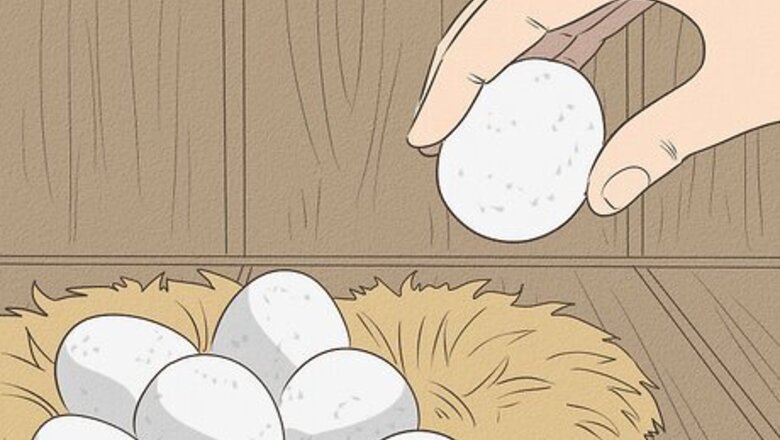 How to Hatch a Goose Egg