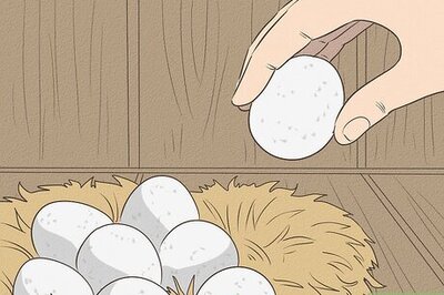 How to Hatch a Goose Egg