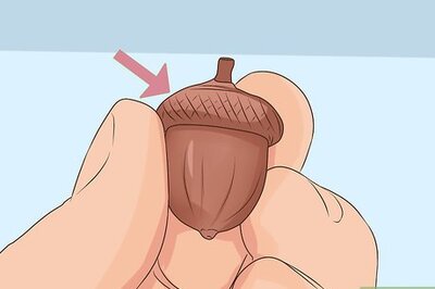 How to Identify Oaks by the Acorns