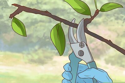 How to Prune Blackberries