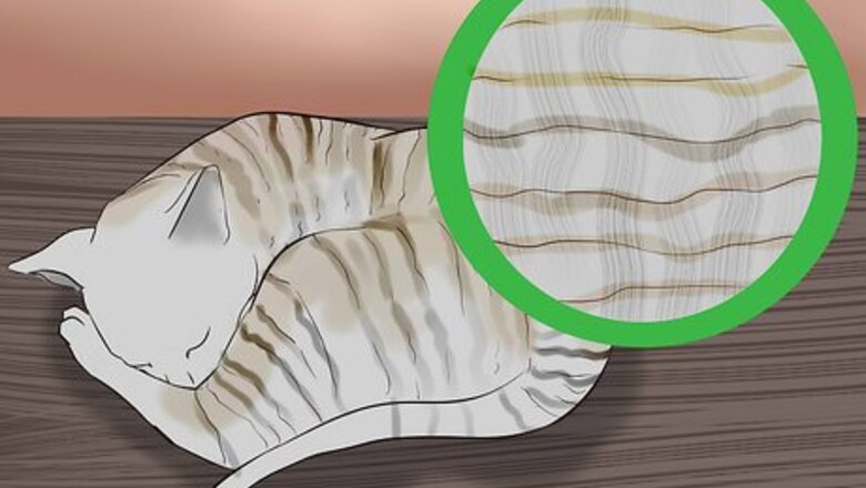 How to Identify a Cornish Rex