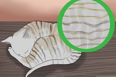 How to Identify a Cornish Rex