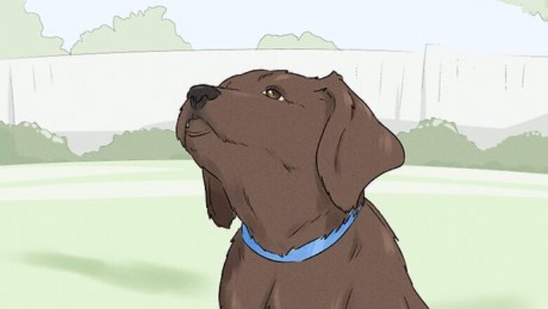 How to Stop a Puppy from Barking at a Cat