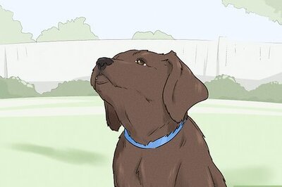 How to Stop a Puppy from Barking at a Cat