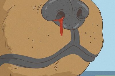 How to Treat Aspergillosis in Dogs