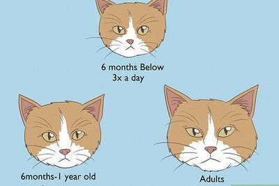 How to Plan a Feeding Schedule for Your Cat