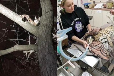 This African Wild Cat, With Drugs In Its System, Reminds People Of Cocaine Bear