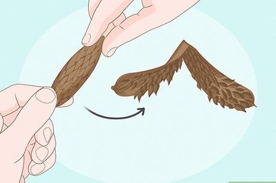 How to Plant Plumeria Seeds