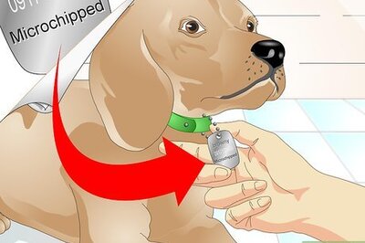 How to Tell if a Dog Is Microchipped