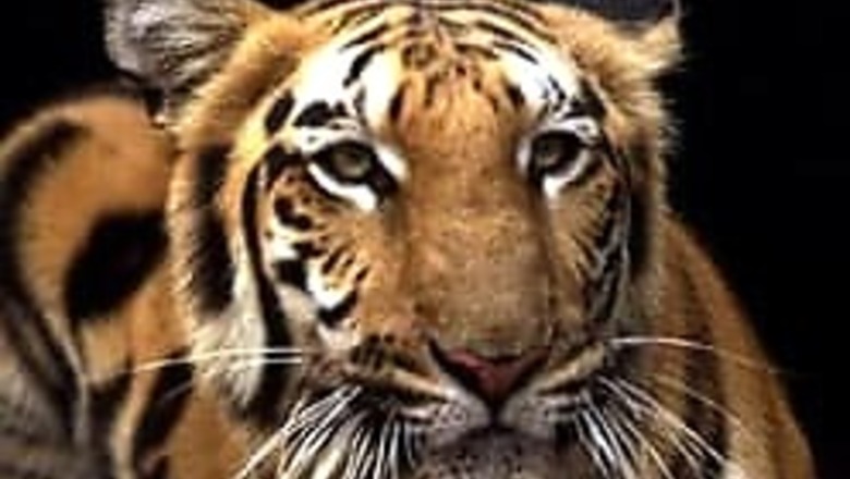 'Save Tiger' not on FM's mind, only Rs 50 cr allocated
