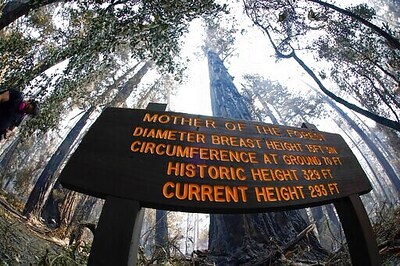 Redwoods Survive Wildfire At California's Oldest State Park