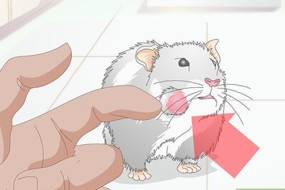 How to Treat Cheek Abscesses in Hamsters