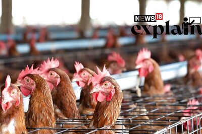 Everyone Knows Caging Hens for Eggs is Bad. Why Do US Republicans Want to 'Reverse This'?
