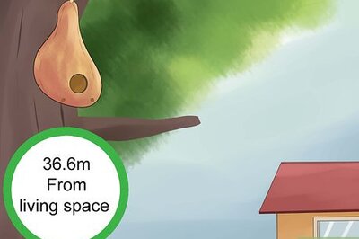 How to Attract Purple Martins