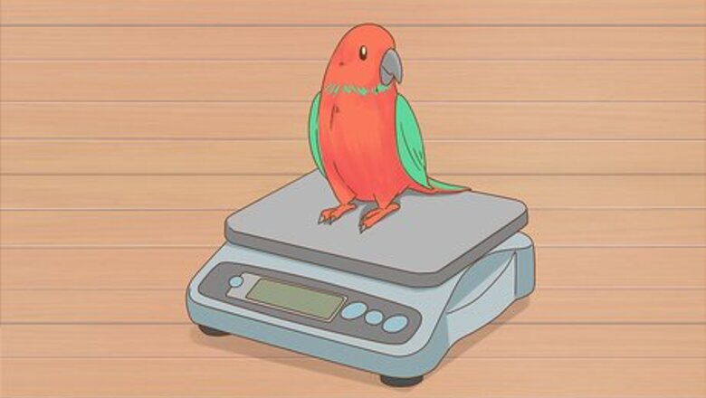 How to Know if Your Bird Is Sick