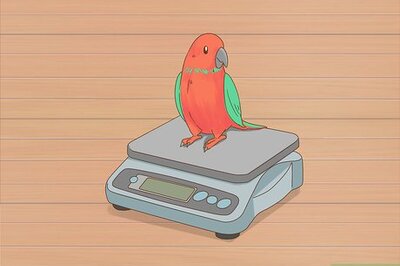 How to Know if Your Bird Is Sick