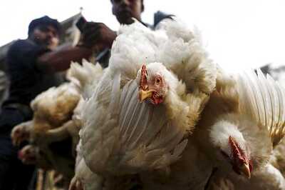 Chicken prices up by record 35% in a month as heat wave kills millions of birds