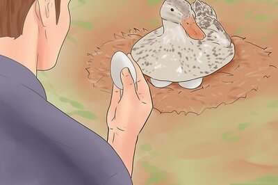 How to Breed Ducks