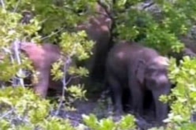 Andhra Pradesh faces jumbo problem at border areas