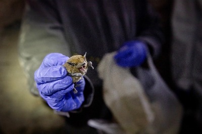 Bats and Coronaviruses Have Been Evolving Together Since Millions of Years: Study