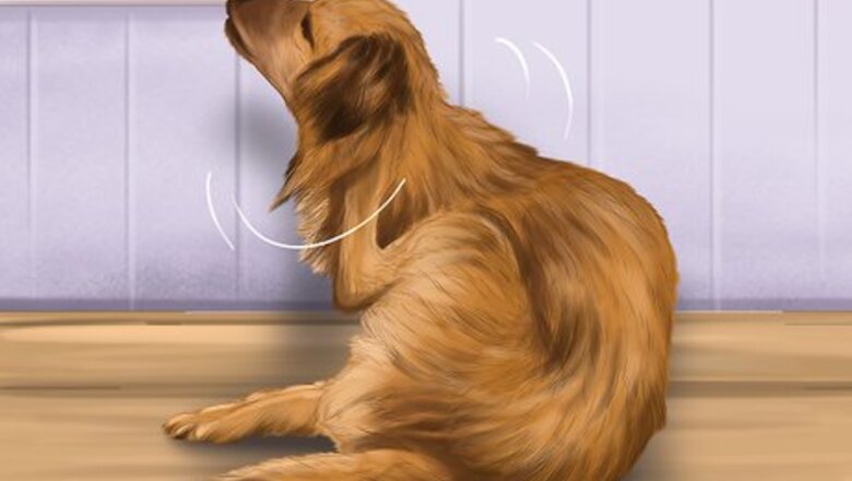 How to Prevent Coat Dryness in Dogs